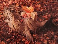Ceaco Anne Geddes: Baby in Fall Leaves - Puzzlebild