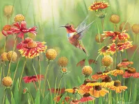 Cobble Hill Rufous Hummingbird - Puzzlebild