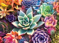 Buffalo Games Simple Succulents - puzzle image