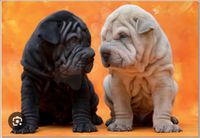 Educa Puppies - puzzle image