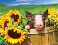 Kodak Sunny Flower Pig - puzzle image