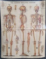Cavallini & Co. Skeletal System - puzzle image