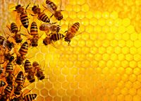 Ravensburger Honey Bees - puzzle image
