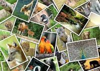 Grafika Promenade au Zoo - obrázek puzzlí