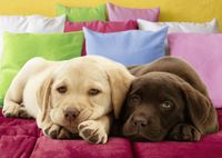 Ravensburger Auf Schmusekurs - puzzle image