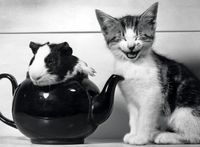 Ravensburger Teatime - obrázek puzzlí