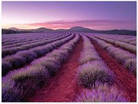 Hinkler Lavender Fields - puzzle image