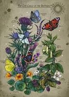 Ravensburger Lifecircle Butterfly - obrázek puzzlí