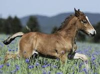 Ravensburger Foal in the Meadow - puzzle image