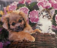 MB Puzzle Junior - Puzzlebild