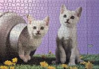 Schmidt Cat sisters - puzzle image