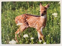 Party Puzzle Animals - obrázek puzzlí