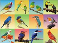 Fishwisdom Birds - puzzle image