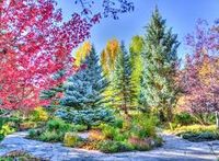 Grafika Colorful Forest, Colorado, USA - Puzzlebild