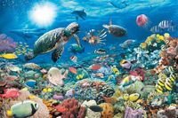Underwater Tranquility