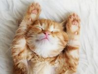 Ravensburger Little Dreamer - obrázek puzzlí