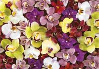 Educa Orchid collage - puzzle image