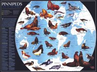 New York Puzzle Company National Geographic: Pinnipeds Around The World - puzzle image