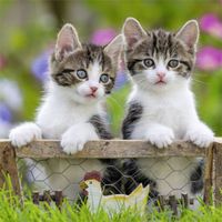 Ravensburger Cuddly Kittens: Chicken Coop - Puzzlebild