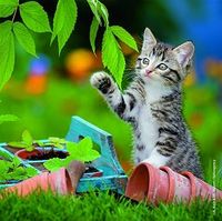 Ravensburger Cuddly Kittens: Pots - Puzzlebild