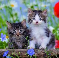 Ravensburger Cuddly Kittens: Branch - Puzzlebild