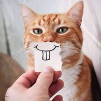 Ravensburger Funny Animal Portraits: Cat Teeth - Puzzlebild