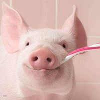 Ravensburger Funny Animal Portraits: Pig Toothbrush - Puzzlebild