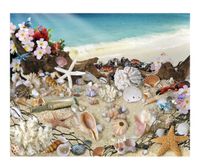 Sea Shell Seashore