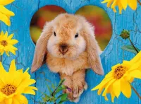 Nathan Petit lapin nain bélier - Puzzlebild