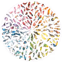 Ravensburger Circle of Colors: Bird Colour Wheel - Puzzlebild