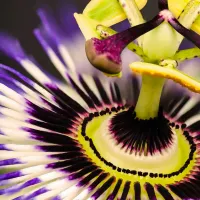 The Puzzled Co. Aubergine Orchid Flower - puzzle image