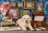 Anatolian Labrador - puzzle image