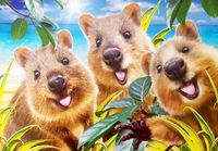 Anatolian Quokka Selfie - puzzle image
