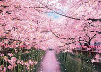 Beverly Cherry Blossom Trees on the Meguro River - obrázek puzzlí