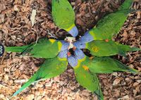 Bluebird Bird Flower - puzzle image