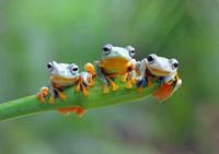 Bluebird Friendly Frogs - puzzle image