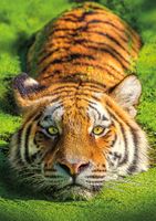 Buffalo Games Earthpix - Tiger Eyes - puzzle image