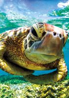 Buffalo Games Earthpix - Turtle Swimmer - puzzle image