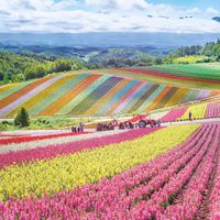 Buffalo Games Rainbow Fields - obrázek puzzlí