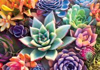 Buffalo Games Simple Succulents - puzzle image