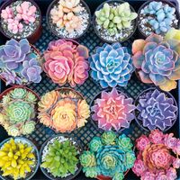 Buffalo Games Sweet Succulents - obrázek puzzlí