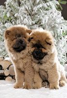 Castorland Chow-Chow Puppies - imagen del puzzle