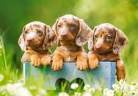 Castorland Cute Dachshunds - obrázek puzzlí