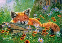 Castorland Foxy Dreams - obrázek puzzlí