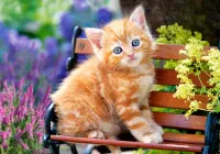Castorland Ginger Kitten - puzzle image