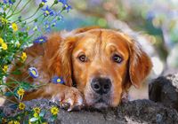 Castorland Golden Innocence - puzzle image