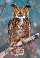 Castorland Great Horned Owl - imagen del puzzle