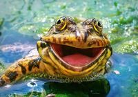 Castorland Green & Fun - obrázek puzzlí