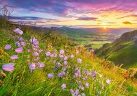 Castorland Harebells at Sunrise - puzzle image