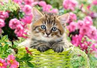 Castorland Kitten in Flower Garden - obrázek puzzlí